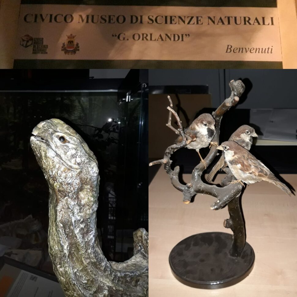 Civico Museo Di Scienze Naturali Giuseppe Orlandi Oltrepo Dei Musei 2 - Vivioltrepò